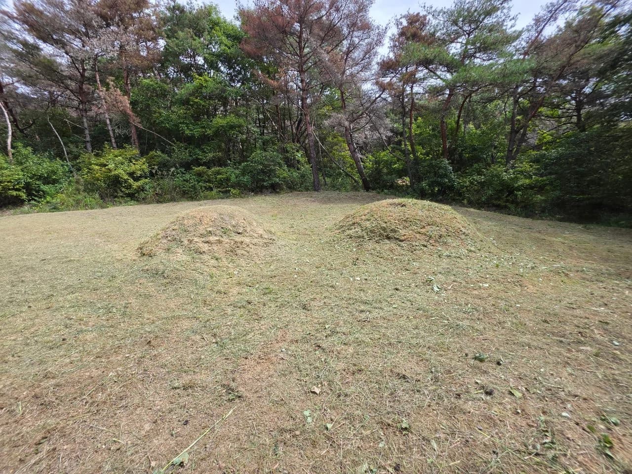 경북 경주시 벌초 의뢰 10092의 실제 작업 후 현장